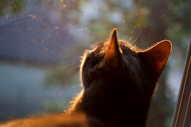 冰与火的交响曲，武切维奇如何让东方巨人吞没迈阿密热浪