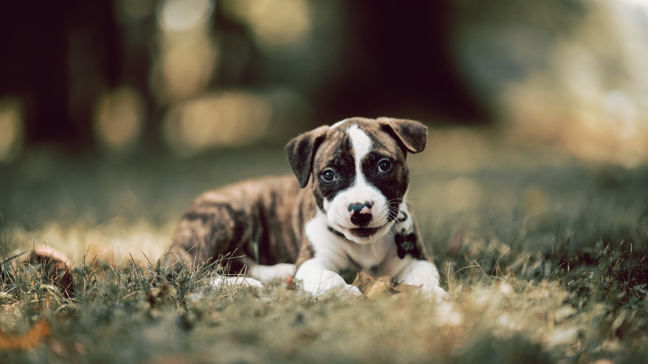 双城记,休斯顿的协作诗篇,达拉斯的天才狂想曲