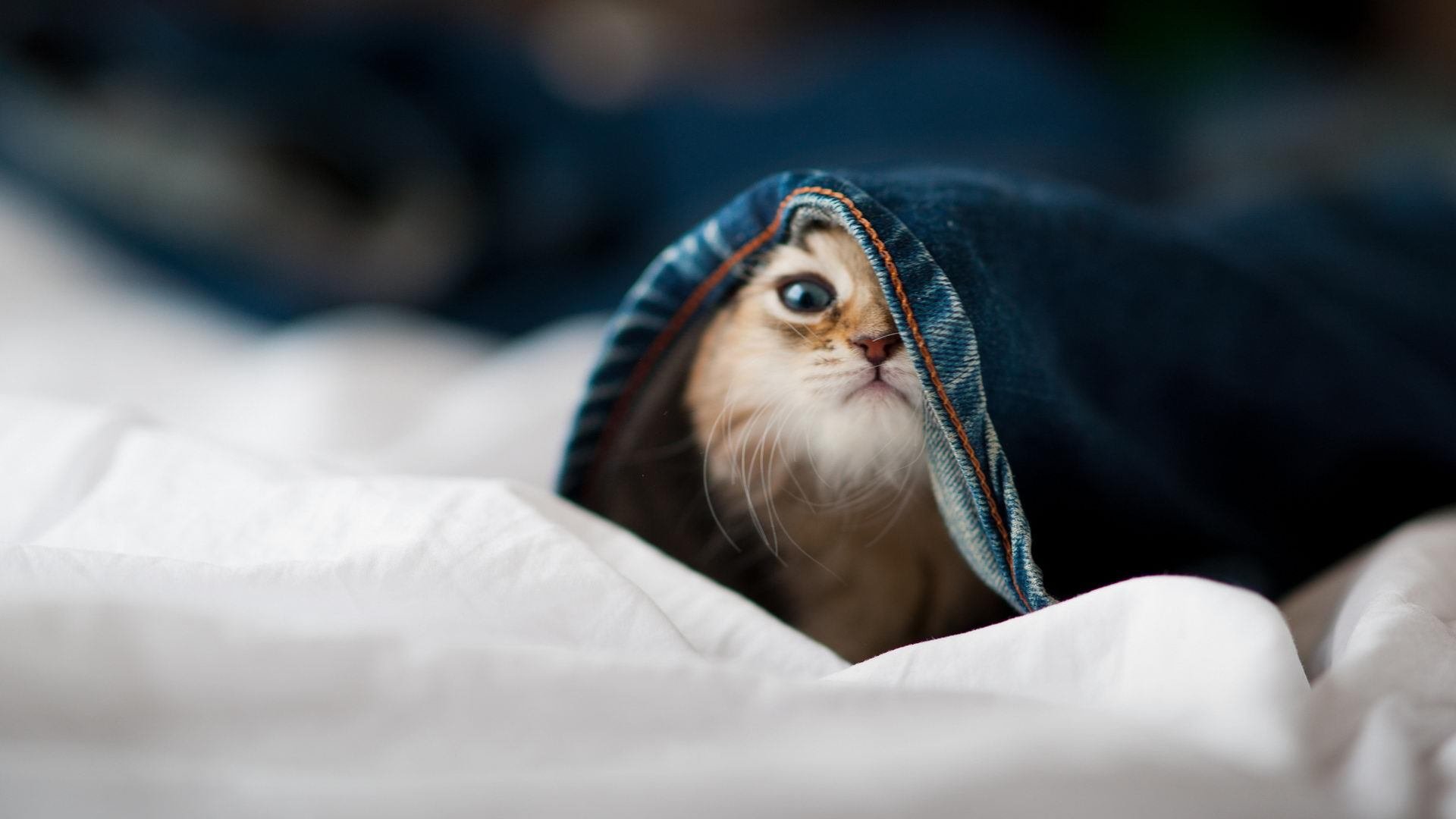 唯一性，当鹈鹕铁壁遭遇火箭洪流，谁的字母哥才是真正的禁区艺术家？