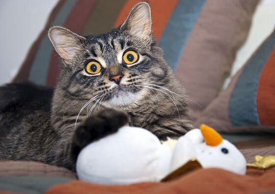 开云体育登录-双红烽烟外，莱万沉默的证明