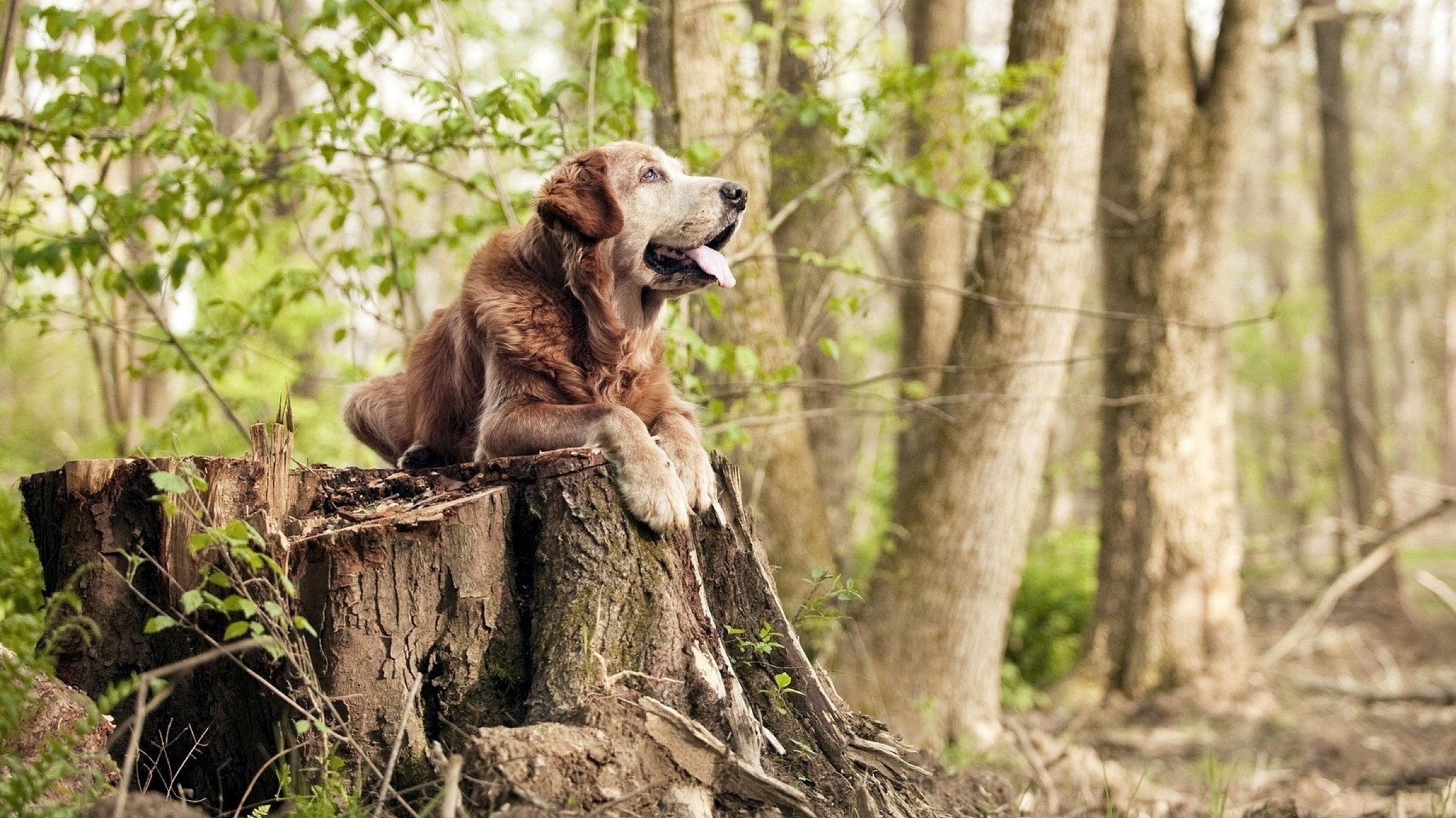 南墙与窄门，阿劳霍的坚盾与尼斯的致命秒针