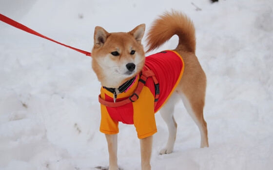 AC米兰连击压制突尼斯，姆巴佩关键先生定胜局